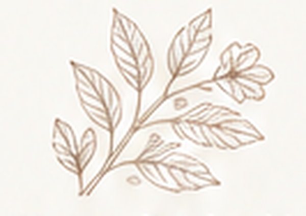 Illustration botanique Maison Léonie